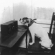 Illustration for article titled Dogs Listening to the Radio Will Cure Your Case of the Mondays